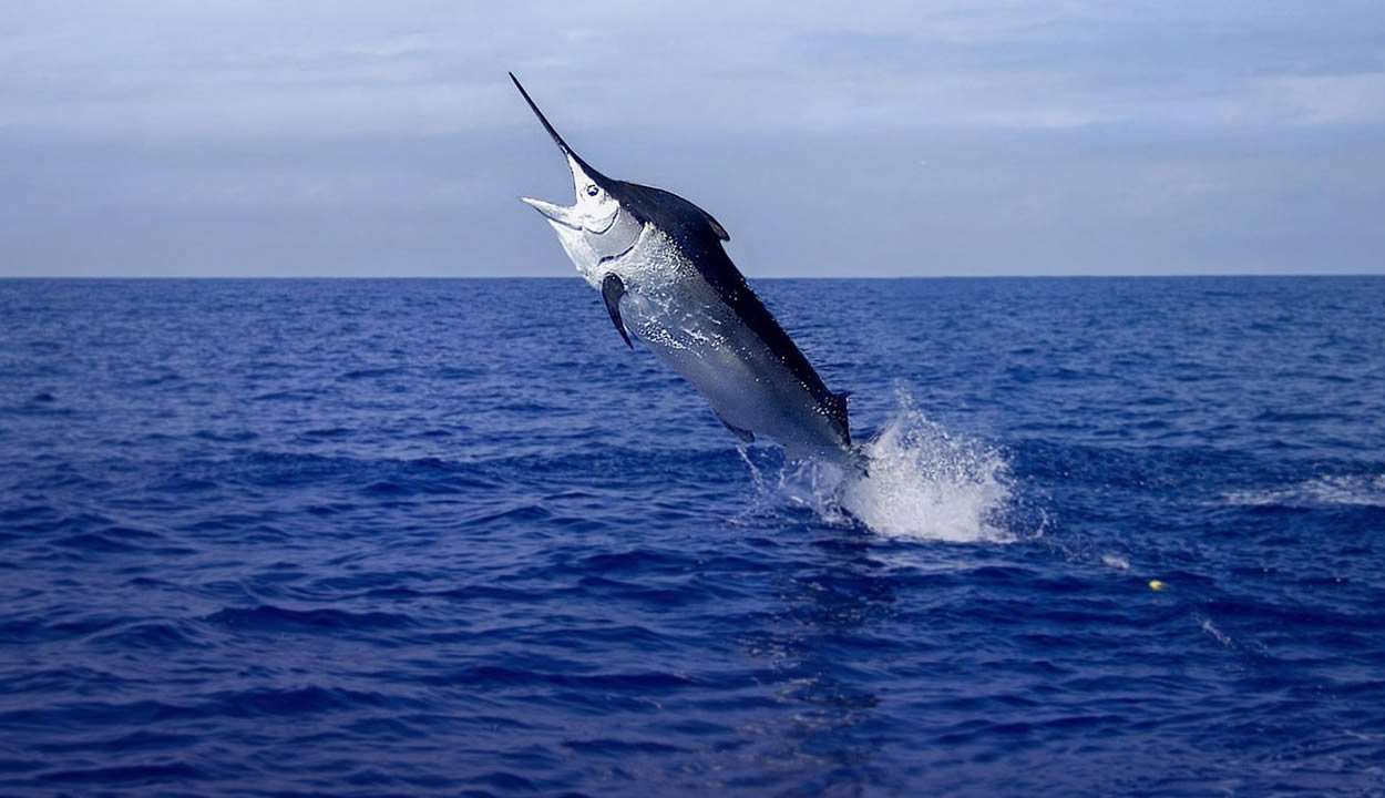 Deep-sea fishing boat
